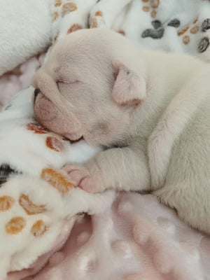 Les chiots de Bulldog Anglais