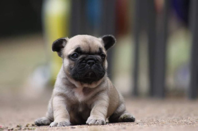 Les chiots de Bouledogue français