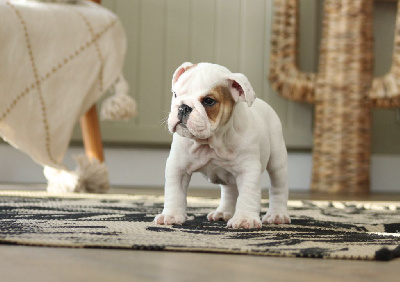 Les chiots de Bulldog Anglais