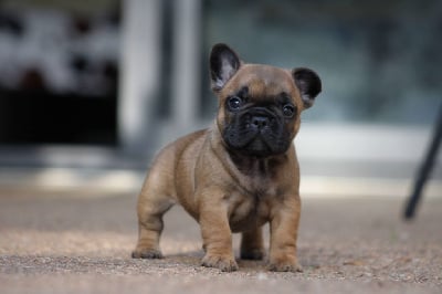 Les chiots de Bouledogue français