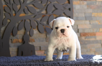 Les chiots de Bulldog Anglais