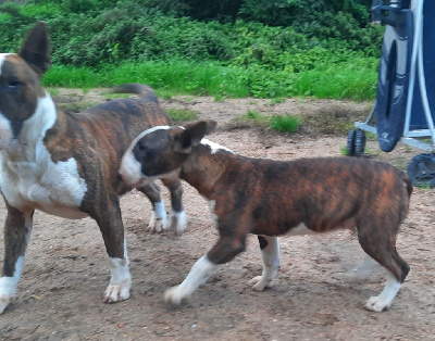 Les chiots de Bull Terrier