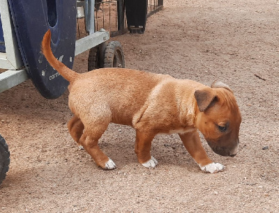 Les chiots de Bull Terrier