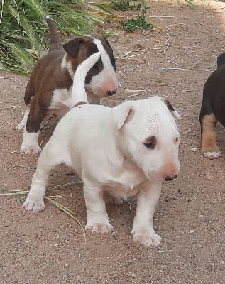 Les chiots de Bull Terrier