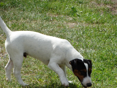 Les chiots de Jack Russell Terrier