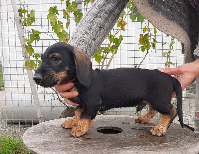 Les chiots de Teckel poil dur