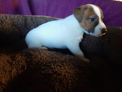 Les chiots de Jack Russell Terrier