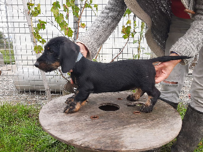 Les chiots de Teckel poil dur