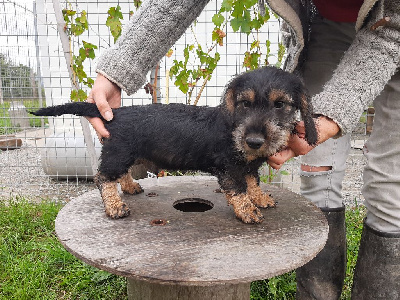 Les chiots de Teckel poil dur