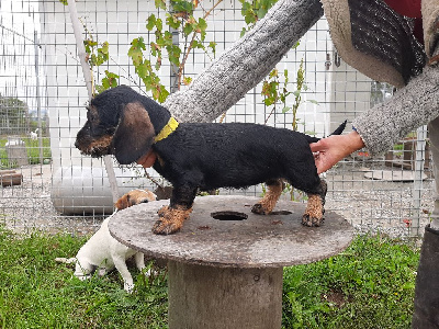 Les chiots de Teckel poil dur