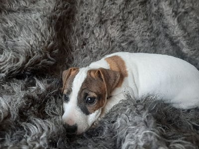 Les chiots de Jack Russell Terrier