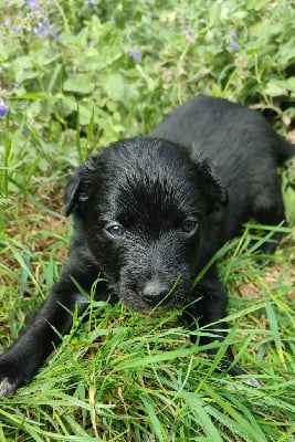 Les chiots de Border Collie