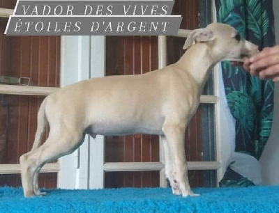 Les chiots de Whippet