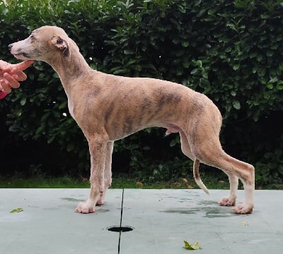 Les chiots de Whippet