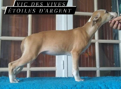 Les chiots de Whippet