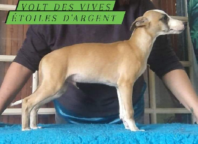 Les chiots de Whippet