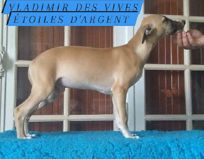 Les chiots de Whippet