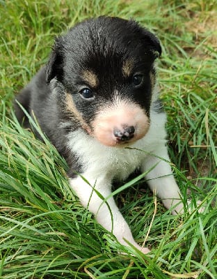 Les chiots de Border Collie