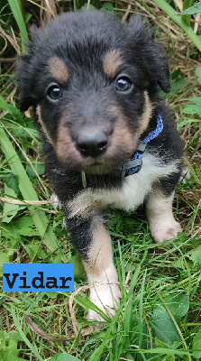 VIDAR - Border Collie