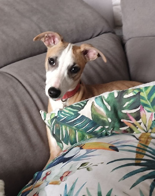 VELMA L'ENQUETRICE - Whippet