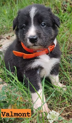 Les chiots de Border Collie