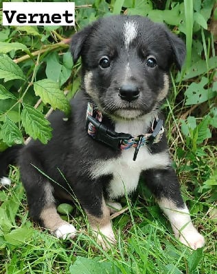 Vernet - Border Collie