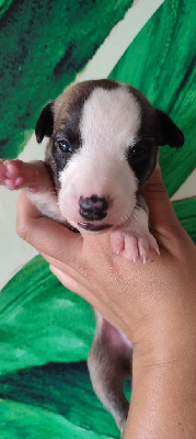 Les chiots de Whippet