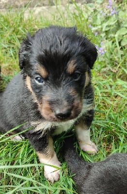 Les chiots de Border Collie