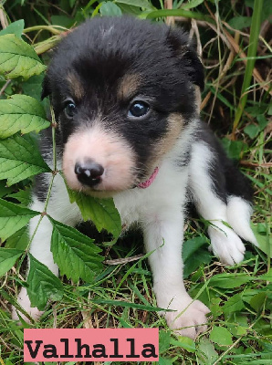 Valhalla - Border Collie