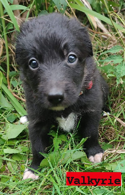 Valkyrie - Border Collie