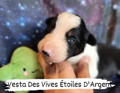 Les chiots de Border Collie