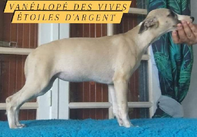 Les chiots de Whippet