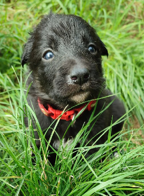 Les chiots de Border Collie