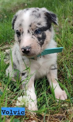 Les chiots de Border Collie