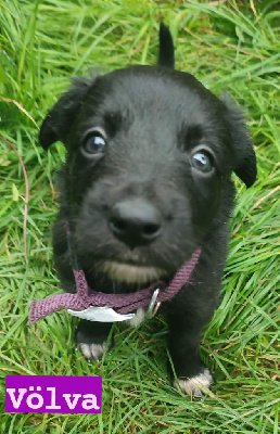 Völva - Border Collie