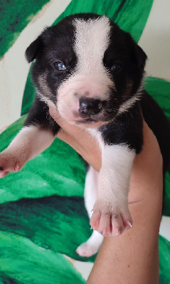 Les chiots de Border Collie