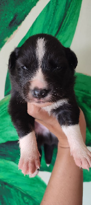 Les chiots de Border Collie