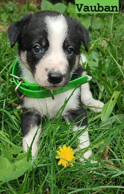 Vauban - Border Collie