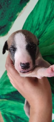 Les chiots de Whippet