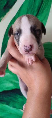 Les chiots de Whippet