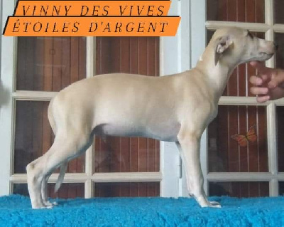 Les chiots de Whippet