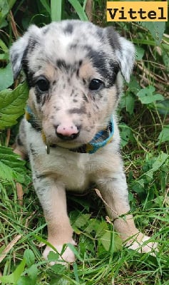 Les chiots de Border Collie