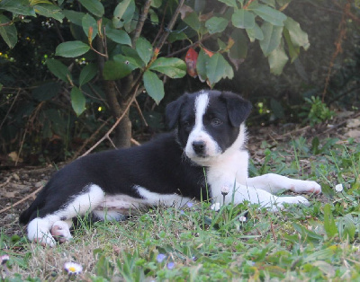 Les chiots de Border Collie