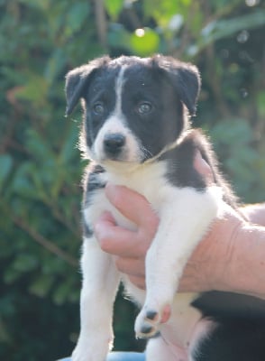 Les chiots de Border Collie