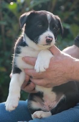 Les chiots de Border Collie