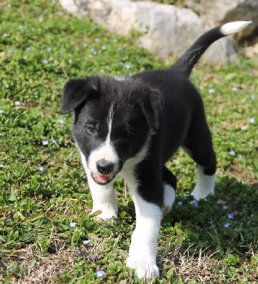 Les chiots de Border Collie