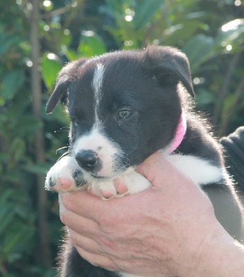 Les chiots de Border Collie