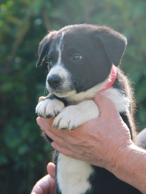 Les chiots de Border Collie