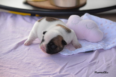 Les chiots de Bouledogue français