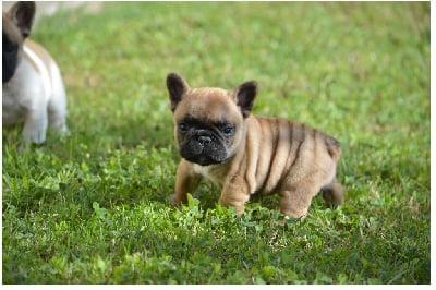 Les chiots de Bouledogue français